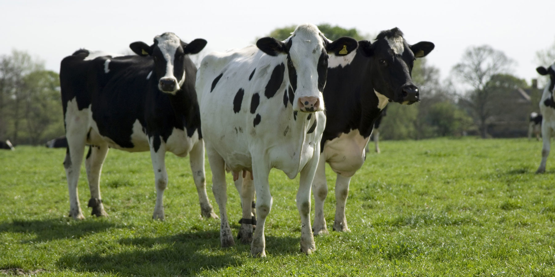 Det starter med et dyr